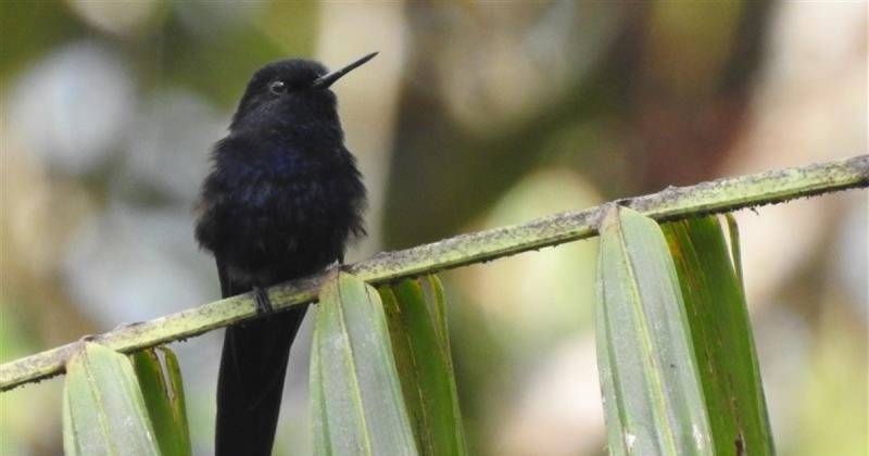 Estas especies fueron priorizadas debido a su nivel de amenaza, endemismo y la presión que enfrentan en sus hábitats / Foto: cortesía Lundin Gold