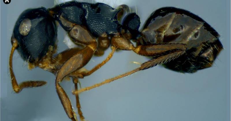 La investigación se desarrolló en la Reserva Biológica Canandé / Foto: cortesía Revista Brasilera de Entomología