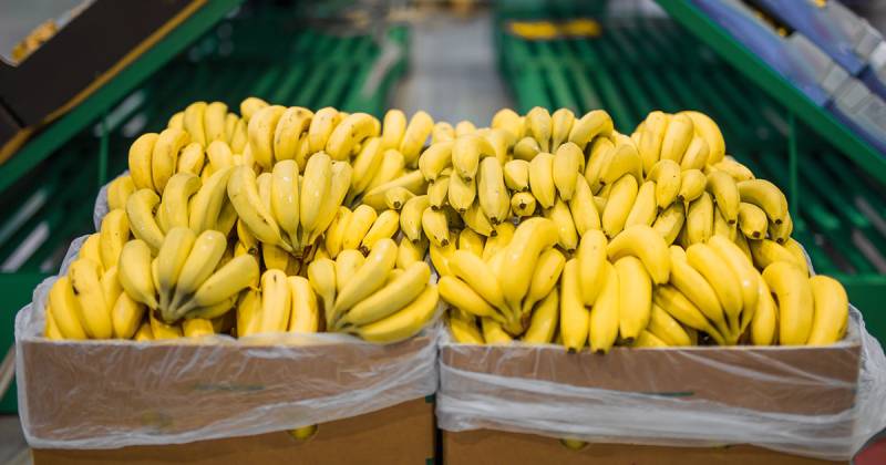 Según el último reporte estadístico difundido por la Asociación de Exportadores de Banano de Ecuador