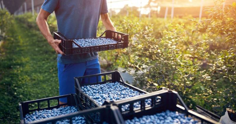 El paquete de 400 millones de dólares está condicionado a la implementación de un sólido Plan de Acción Ambiental y Social / Foto: cortesía Silvestre Perú