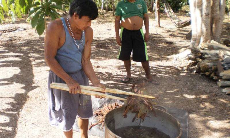 Planta de ayahuasca, la conocida liana amazónica que se usa para preparar la bebida alucinógena. Foto: El País