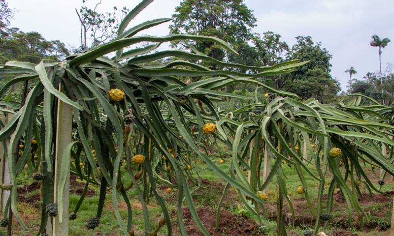 En Palora, aproximadamente 4.500 hectáreas de cultivo de pitahaya amarilla dan vida a un floreciente sector agrícola / Foto: El Oriente