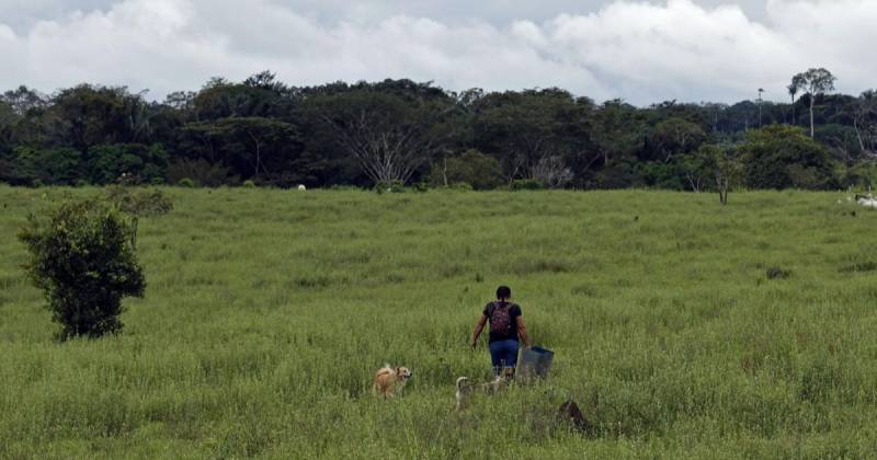 Entre 2018 y 2020, la deforestación media anual mundial llegó a los 8,3 millones de hectáreas / Foto: EFE