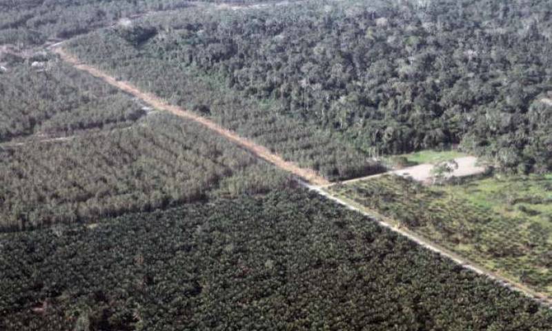 El Yasuní es reconocido como una de las zonas más biodiversas del mundo. Foto: Archivo. Foto: La Hora