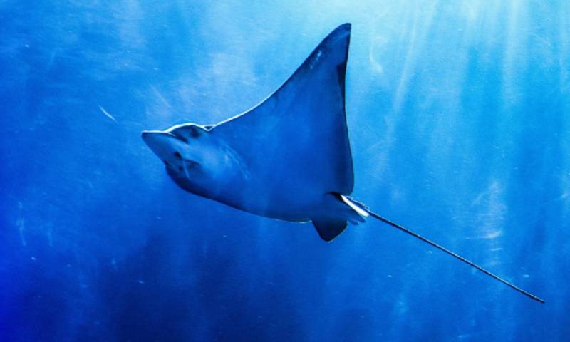 Las mantarrayas son investigadas en Galápagos / Foto: EFE