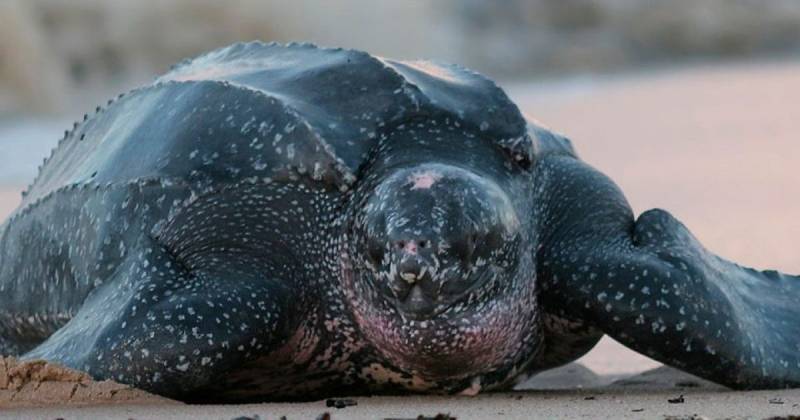 La tortuga laúd es la especie de tortuga marina más grande del mundo / Foto: cortesía MAE