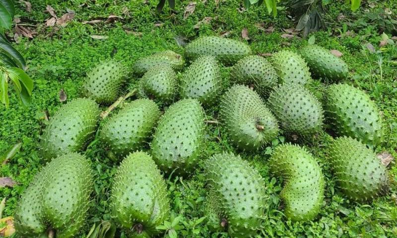 En los últimos años, la guanábana ha captado la atención de consumidores en los mercados internacionales / Foto: cortesía Finca Agroproductiva “La Candelaria”
