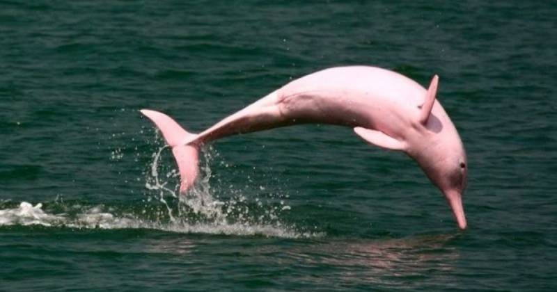El metal pesado contamina primero a los peces, base alimenticia tanto de las comunidades indígenas como de los delfines / Foto: cortesía Anipedia
