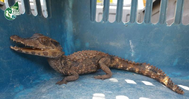 La Amazonía se ha convertido en epicentro del contrabando debido a su extensión, fronteras permeables y falta de control / Foto: cortesía MAATE Napo