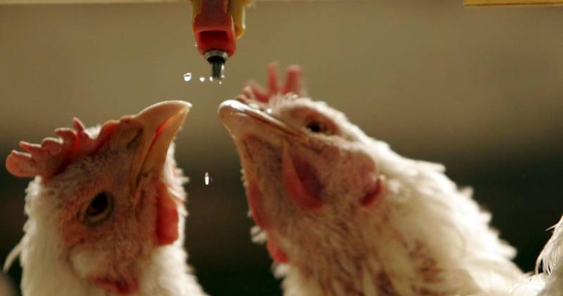 La gripe aviar ha causado graves estragos en el comercio internacional de productos avícolas / Foto: EFE