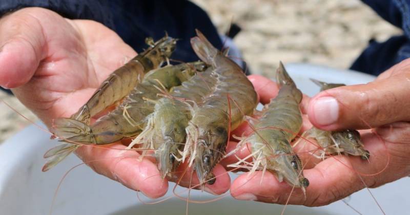 Principales noticias de Ecuador hoy - 26 de noviembre de 2025 / Foto: cortesía Ministerio de Producción