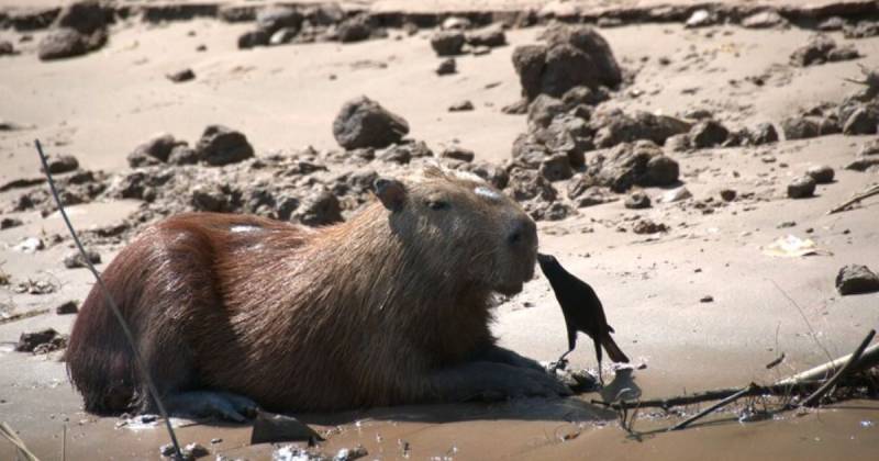 Estos animales son sacrificados y vendidos bajo la apariencia de otras especies / Foto: cortesía Sernanp