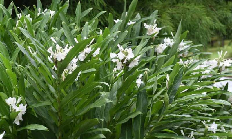 Plantas no nativas han invadido los ecosistemas de los Andes, generando perturbaciones para la flora endémica de la mayor cordillera de América del Sur / Foto: cortesía