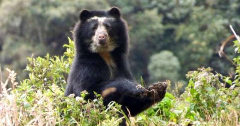 El oso de anteojos es una especie en peligro de extinción en Ecuador / Foto: cortesía 