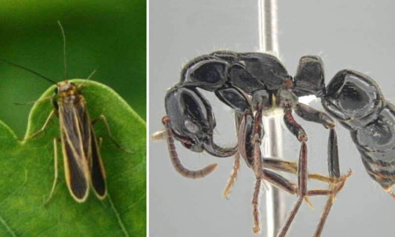 Describieron la hormiga tigre de Mashpi y la Chimarra Mashpi, dos ejemplares que hasta el momento se encontraban en investigación para ser oficialmente reconocidas / Foto: cortesía Primicias