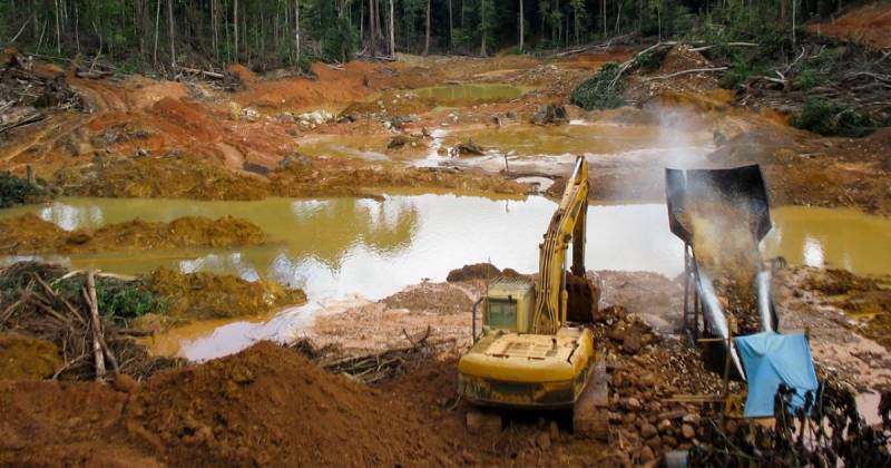 La mayoría de las turberas amazónicas de Perú son humedales de palmeras / Foto: EFE