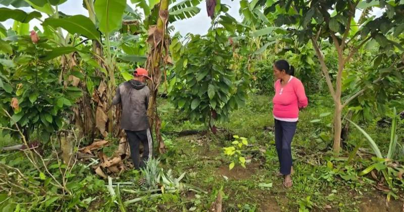 Se logro recuperar gracias a técnicas de agroforestería y reforestación / Foto: cortesía IIAP