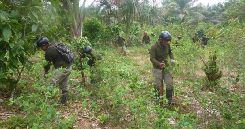 La región de Ucayali es la más afectada al concentrar el mayor crecimiento de cultivos ilegales de coca / Foto: cortesía Gobierno de Perú