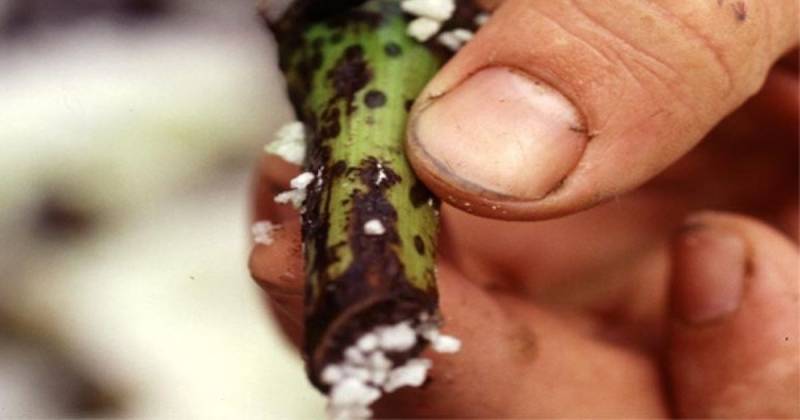 El Fusarium R4T es considerado uno de los hongos más letales para el banano / Foto: cortesía Cosemar Ozono