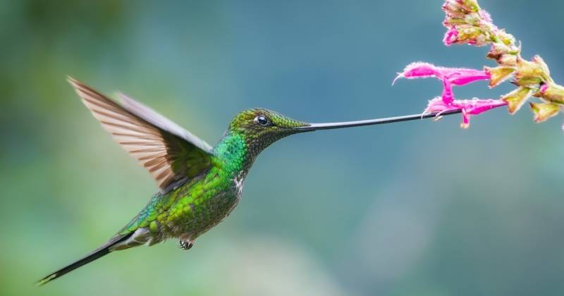 La investigación fue liderada por la Universidad Técnica Particular de Loja / Foto: cortesía eBird