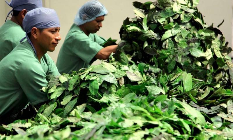 India ha crecido este año como mercado para la guayusa ecuatoriana / Foto: cortesía CAF