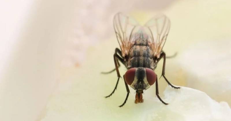 Solo existen siete especies en todo el mundo / Foto: cortesía