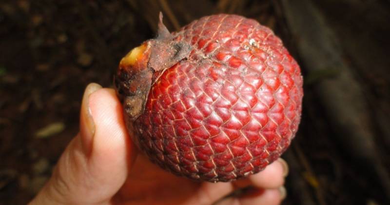 El proyecto cuenta con una inversión total de $ 306.000 / Foto: cortesía INaturalist Ecuador