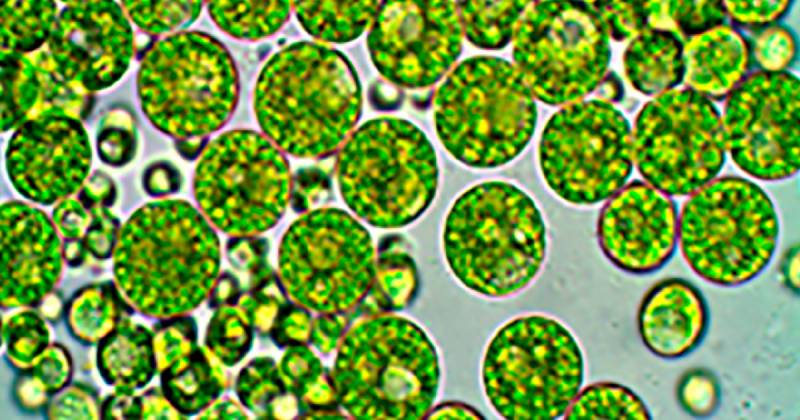 El estudio fue publicado en la revista Hydrobiology (MDPI) / Foto: cortesía Inabio