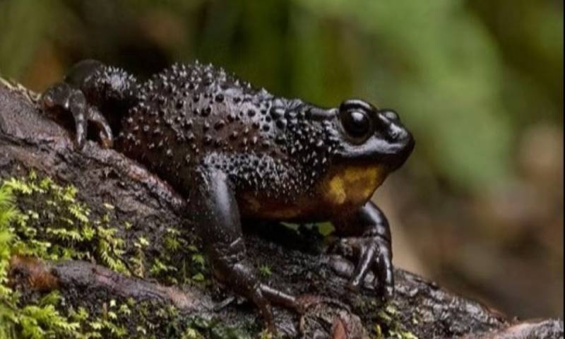 El jambato fue declarado extinto en 2004 por la Unión Internacional para la Conservación de la Naturaleza / Foto: cortesía