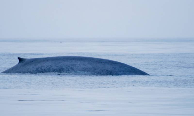 "Más de 7.000 ballenas migran cada año a través de un tramo poco profundo frente a la costa de Ecuador" / Foto: cortesía Smithsonian