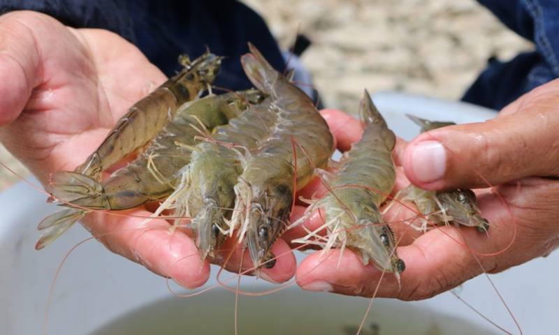 En 2023, Ecuador logró un récord en el volumen de exportación de camarones / Foto: cortesía 