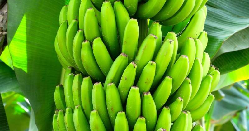 Cerca del 85 % del banano que ingresó a Estados Unidos en 2024 provino de Guatemala, Ecuador, Costa Rica y Honduras / Foto: Pixabay