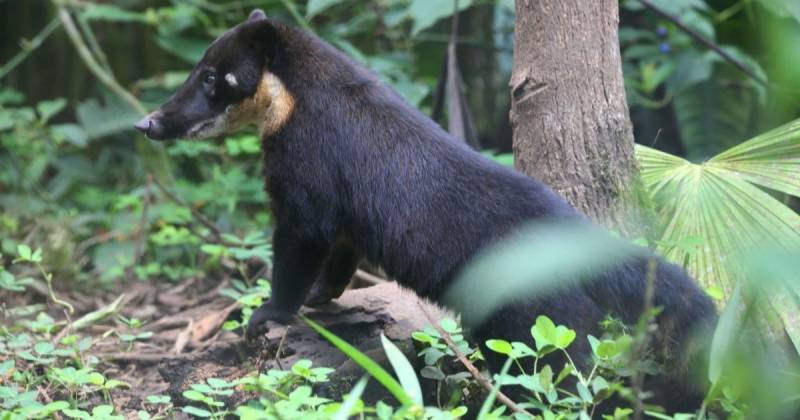  El bioparque permite a los turistas experimentar de cerca la riqueza de la Amazonía / Foto: cortesía Yanacocha Rescue