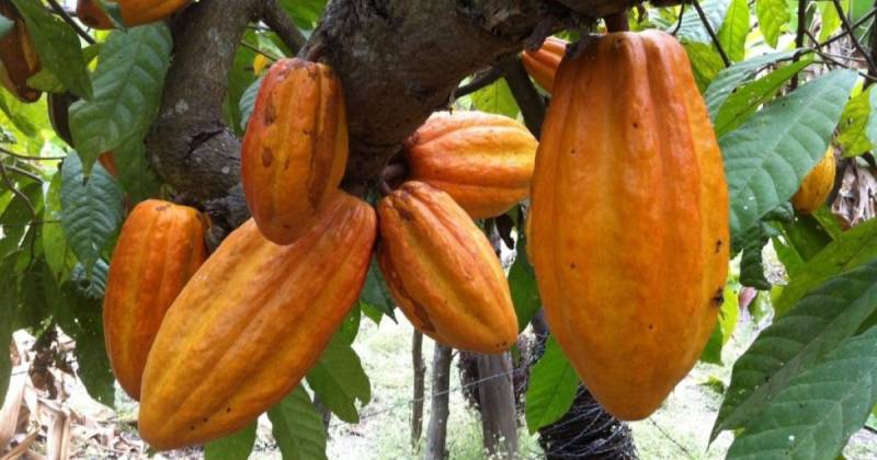 Ecuador podría convertirse en el segundo mayor productor de cacao del mundo en la temporada 2025/26 / Foto: cortesía El Productor