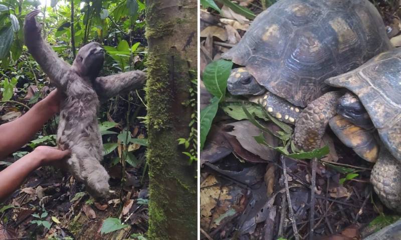 Tres osos perezosos y ocho tortugas regresan a su habitad natural / Foto cortesía Ministerio de Ambiente