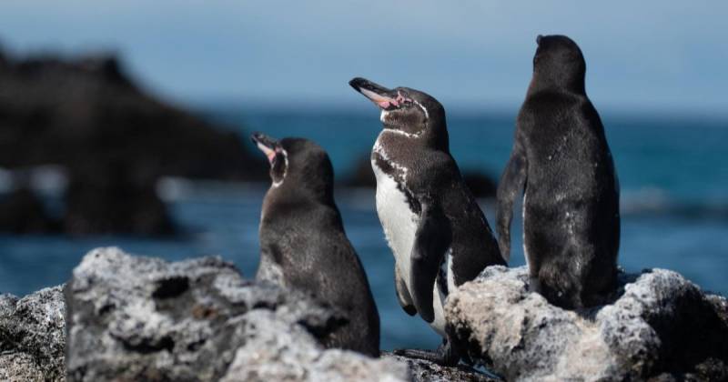 Actualmente el pingüino de Galápagos se encuentra en peligro de extinción/ Foto: EFE