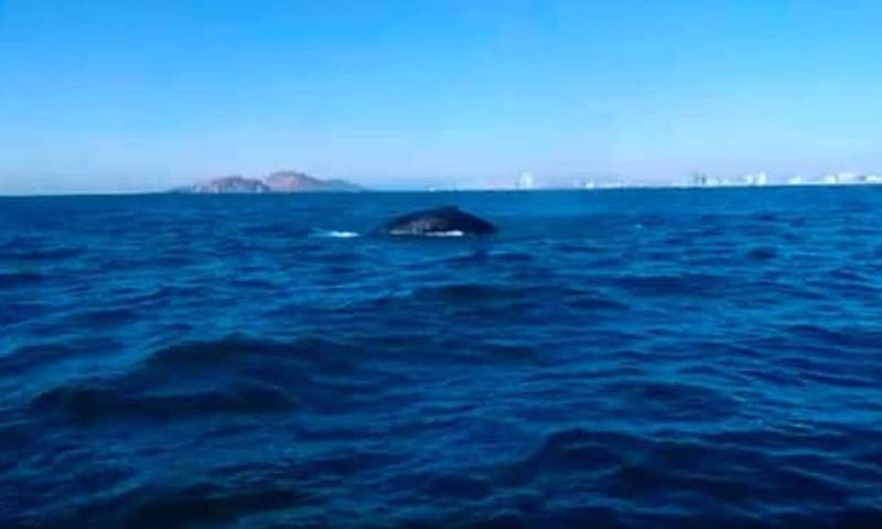 El ejemplar, de unos 18 metros de longitud, fue visto el pasado domingo 22 de enero en los alrededores de la Isla de la Plata / Foto: EFE