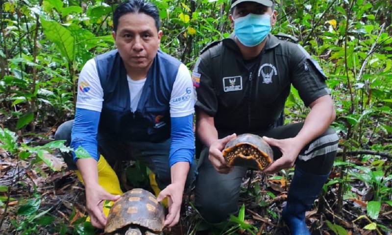 57 tortugas fueron liberadas en el Parque Nacional Yasuní / Foto: cortesía Ministerio de Ambiente