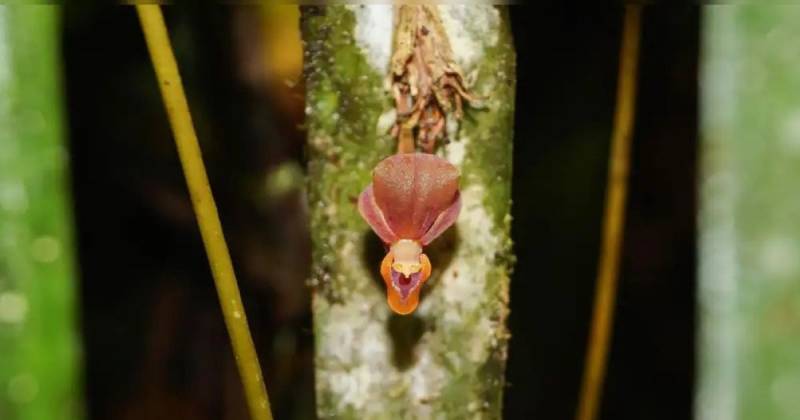 La planta fue registrada oficialmente como Pleurothallis labajosi / Foto: cortesía La República
