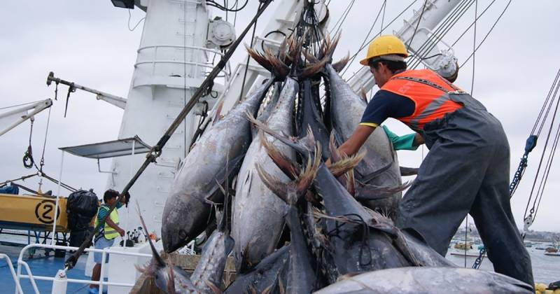 La pesca industrial aportó $ 2.450 millones, mientras que el consumo interno de productos pesqueros sumó alrededor de $ 1.300 millones / Foto: cortesía Cámara Marítima del Ecuador