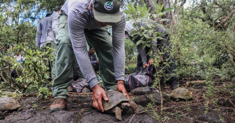 La tortugas pertenecen a la especie 'Chelonoidis vicina' y fueron liberadas en el la parte sur de Isabela / Foto: EFE