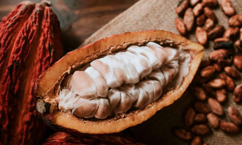 El árbol del cacao podría haberse extendido a otras regiones de Sudamérica y Centroamérica / Foto: cortesía