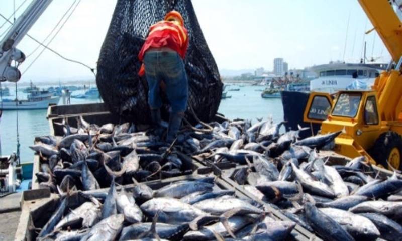En Tailandia, los precios del listado muestran ligera tendencia alcista debido a la limitada oferta y la lenta actividad pesquera / Foto: cortesía Ecuavisa