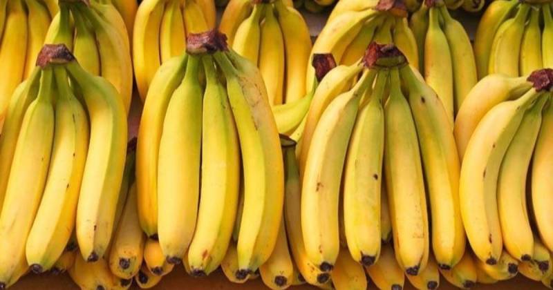 De enero a noviembre, las exportaciones en el sector agrícola y agroindustrial tuvieron un crecimiento del 21 % / Foto: cortesía Camae