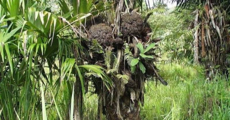 El Gobierno estableció la prohibición por 5 años de la exportación de semillas de tagua / Foto: cortesía