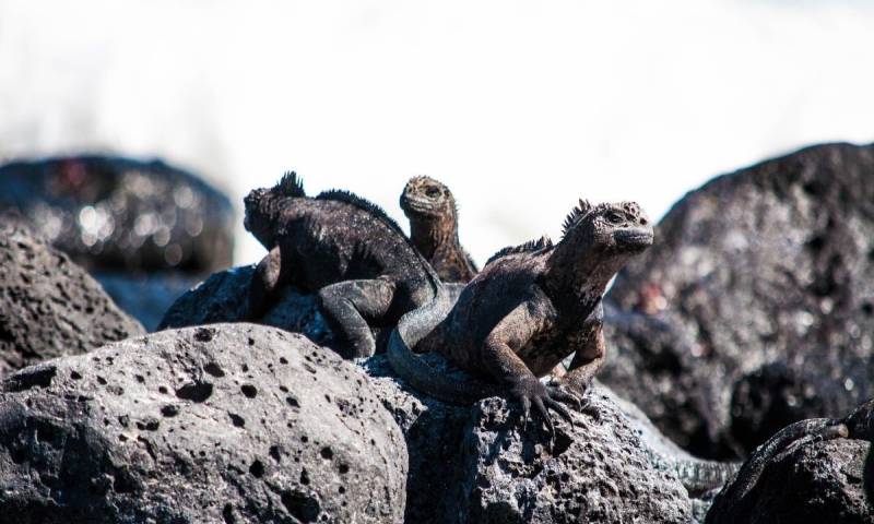 Uno de los logros más relevantes fue el obtenido por las islas Galápagos / Foto: Pixabay