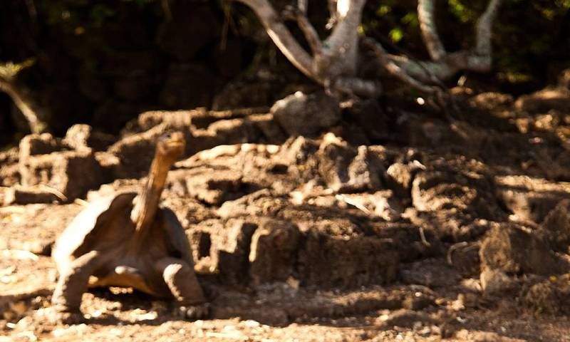 La película mostrará la vida del "Solitario George", conocido por ser el último ejemplar de chelonoidis abingdonii, una de las especies de tortugas gigantes de las Islas Galápagos / Foto: EFE