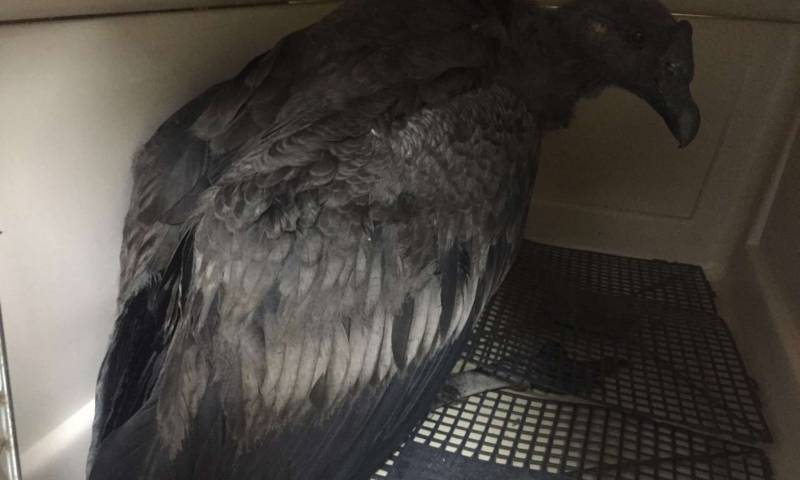 ‘Kayambi’ es un pichón que nació en 2019. Se cayó del nido y es cuidado en el Zoológico de Quito. Foto. La Hora