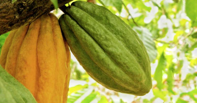 Fedexpor señaló que el anuncio marca un avance decisivo para asegurar condiciones preferenciales a la oferta exportable ecuatoriana / Foto: cortesía Ministerio de Agricultura