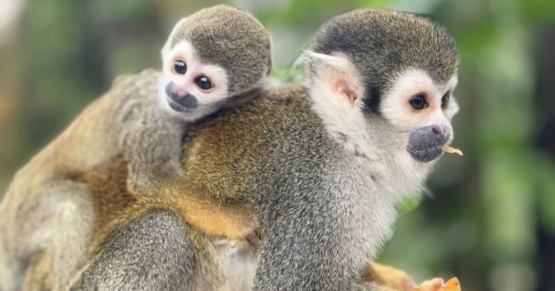 Los visitantes pueden disfrutar de caminatas guiadas por la selva, observar la flora y fauna local / Foto: cortesía Paseo de los monos